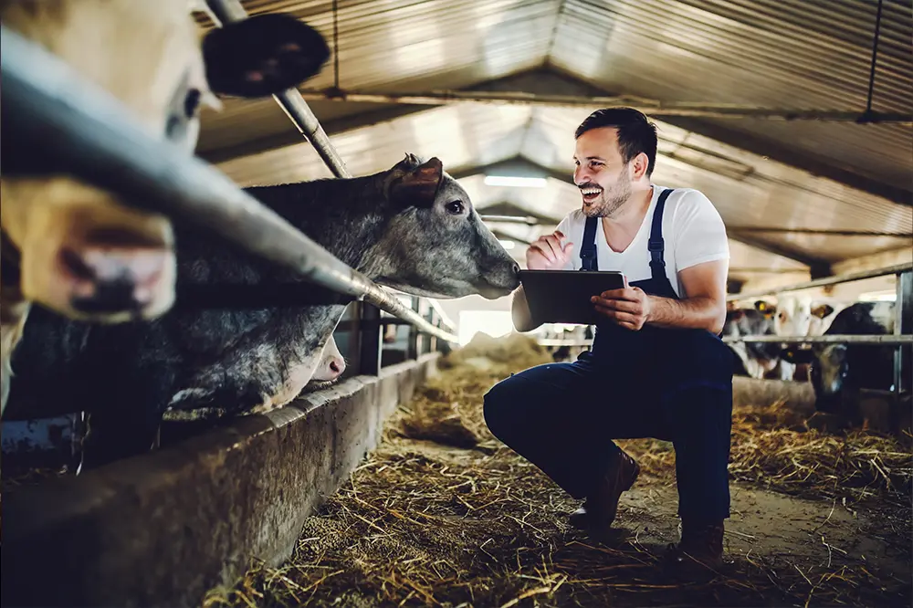 Landwirt mit Tablet im Kuhstall